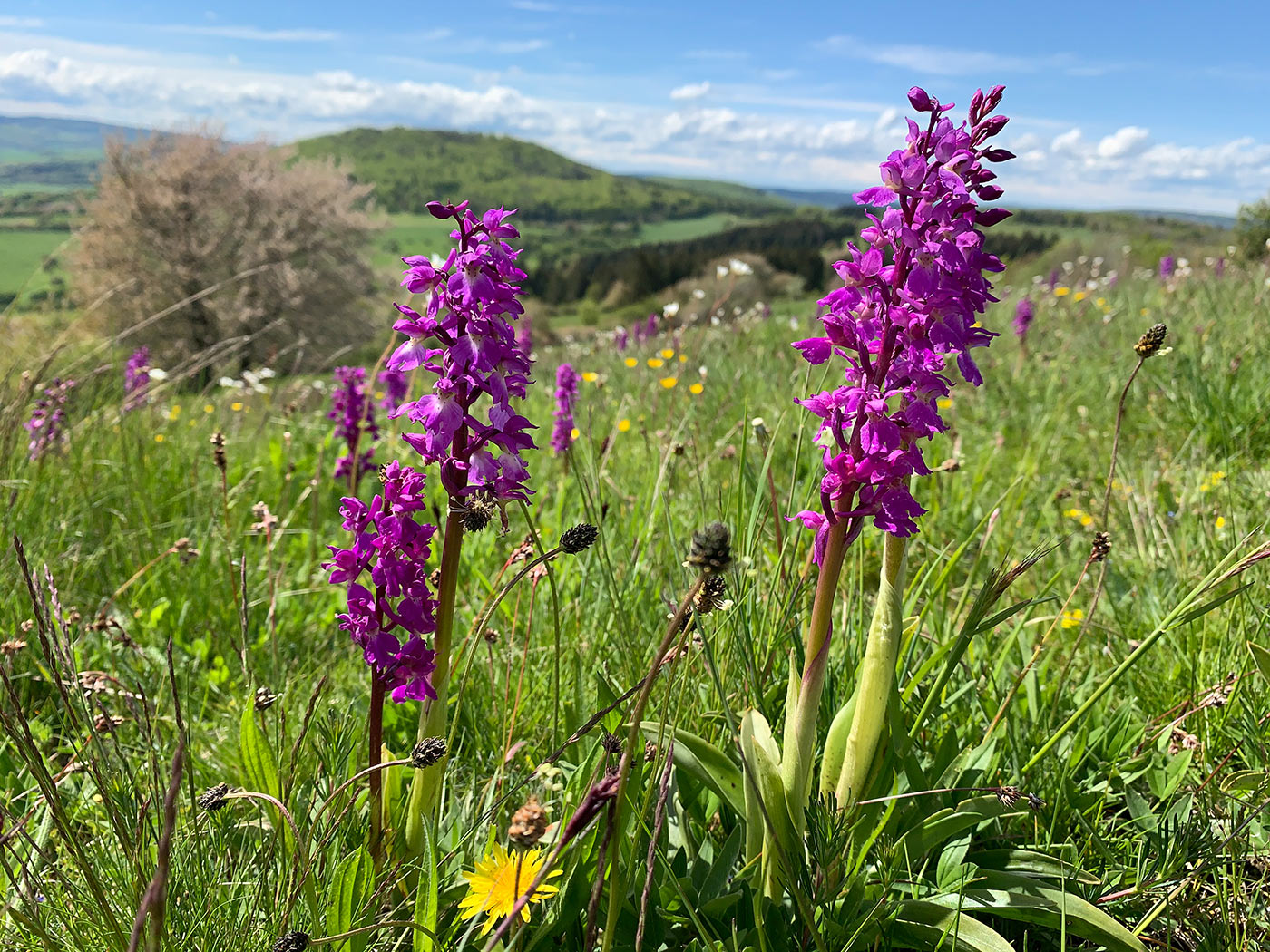 2021-hohe-loehr-rhoen-knabenkraeuterwiese-foto-ak Knabenkräuterwiese . Hohe Löhr, Rhön (Foto: Andreas Kuhrt) . Fotowettbewerb "Mensch. Natur. Einklang" Biosphärenreservat Rhön . 2021