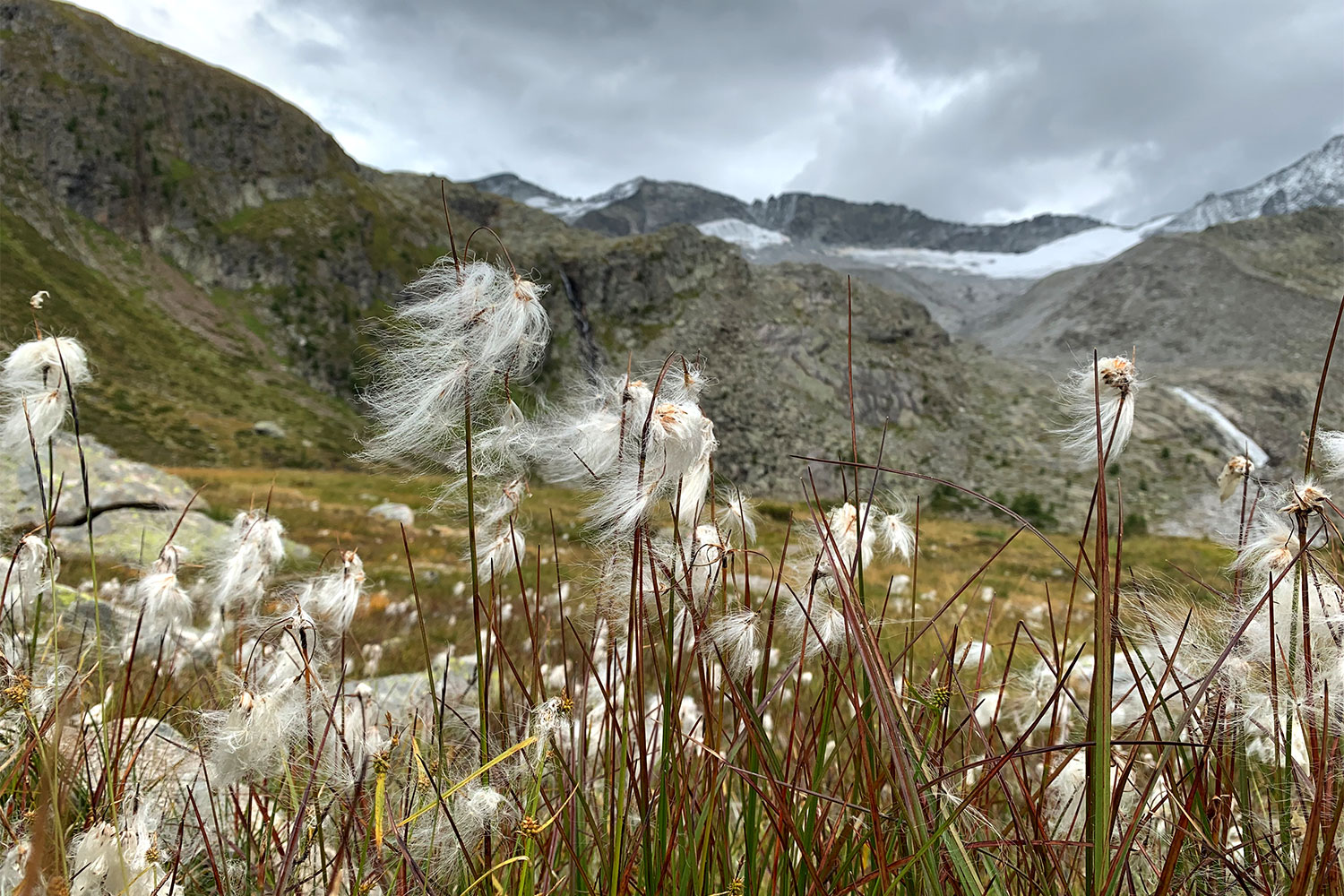 2021 Rein in Taufers, Südtirol: Wollgras bei der Ursprungalm (Foto: Andreas Kuhrt)