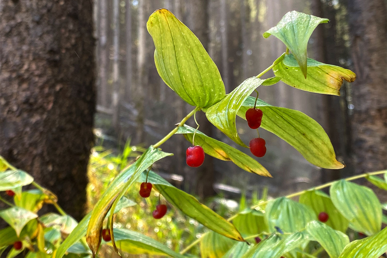2021 Sand in Taufers, Südtirol: Salomonssiegel bei den Reinbach Wasserfällen (Foto: Manuela Hahnebach)