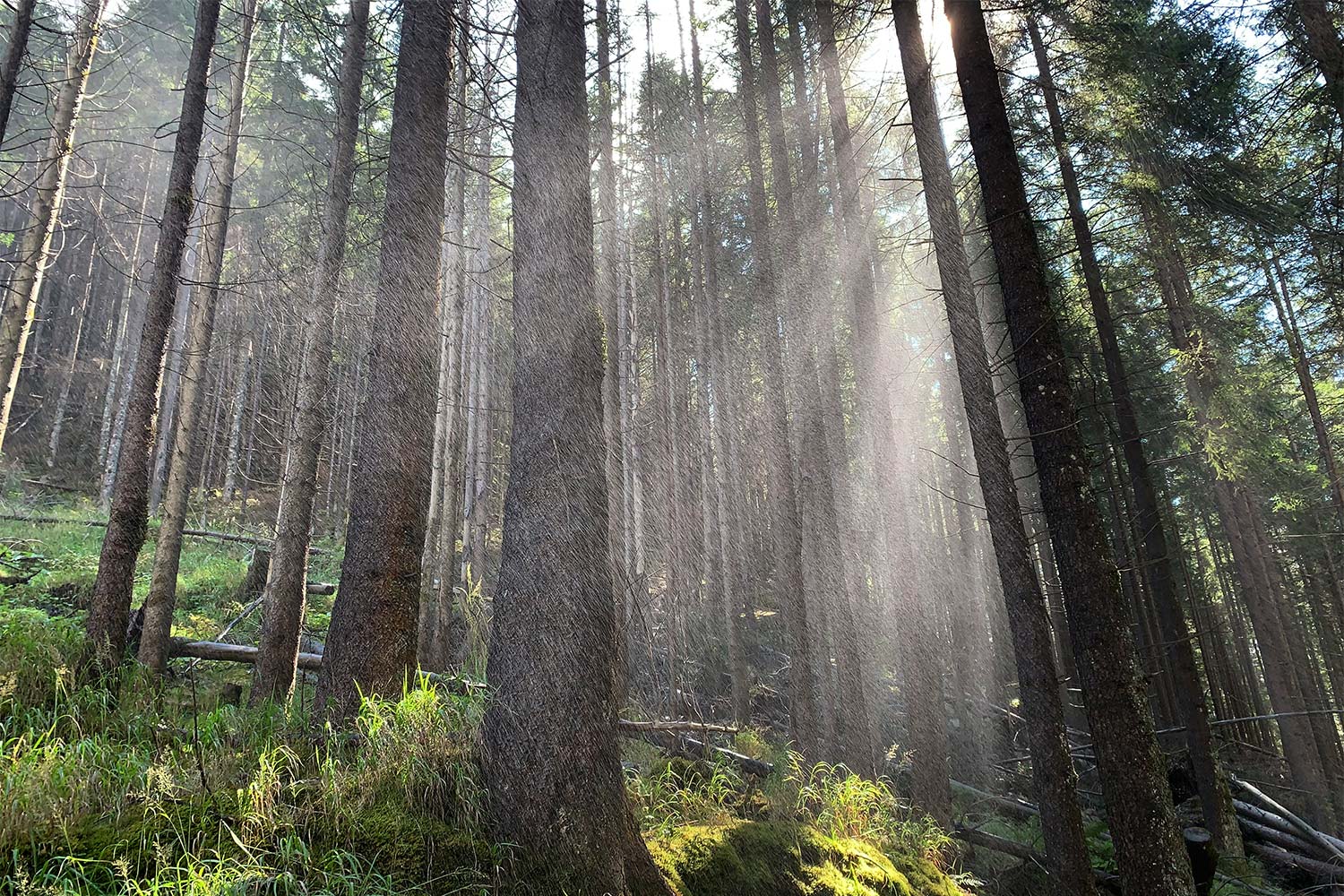 2021 Sand in Taufers, Südtirol: Sprühnebel bei den Reinbach Wasserfällen (Foto: Andreas Kuhrt)