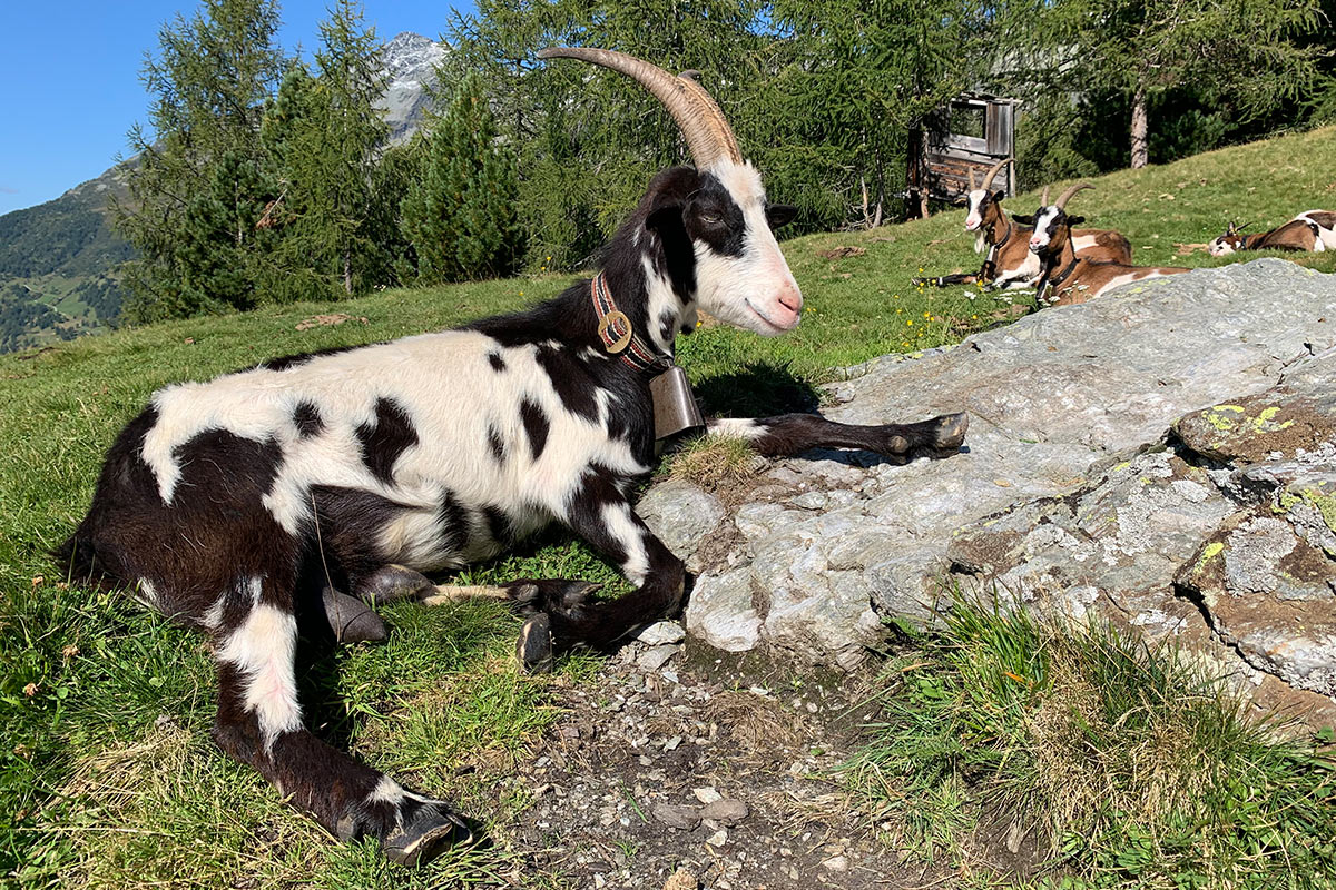 2021 Rein in Taufers, Südtirol: Ziegen an der unteren Kofleralm (Foto: Andreas Kuhrt)