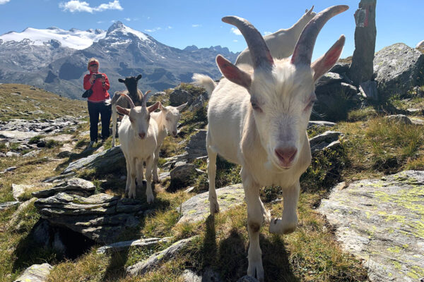 2021 Rein in Taufers, Südtirol: Ziegenherde + Manu an den Kofler Seen (Foto: Andreas Kuhrt)