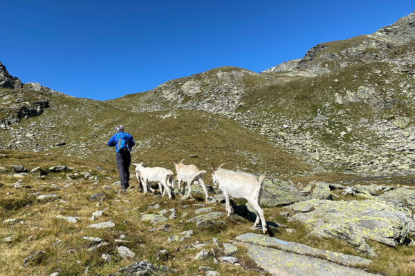 2021 Rein in Taufers, Südtirol: Ziegenherde + Andreas an den Kofler Seen (Foto: Manuela Hahnebach)