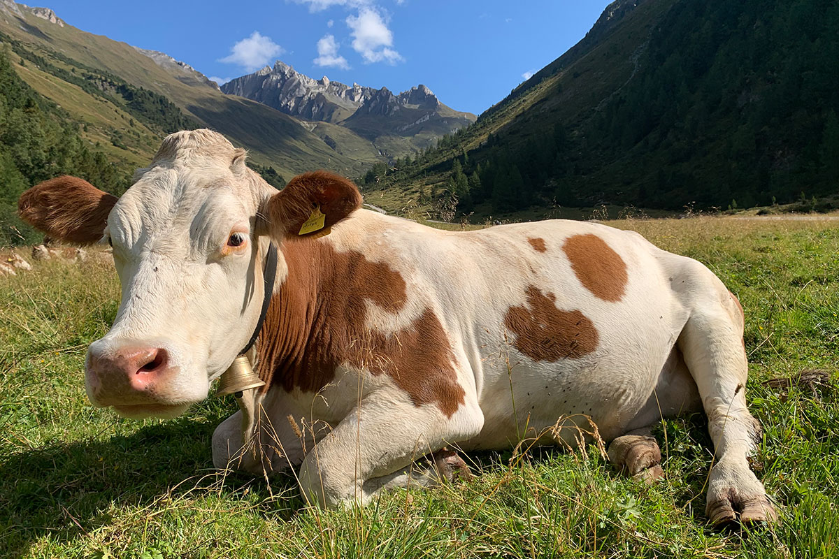 2021 Rein in Taufers, Südtirol: im Knuttental (Foto: Andreas Kuhrt)