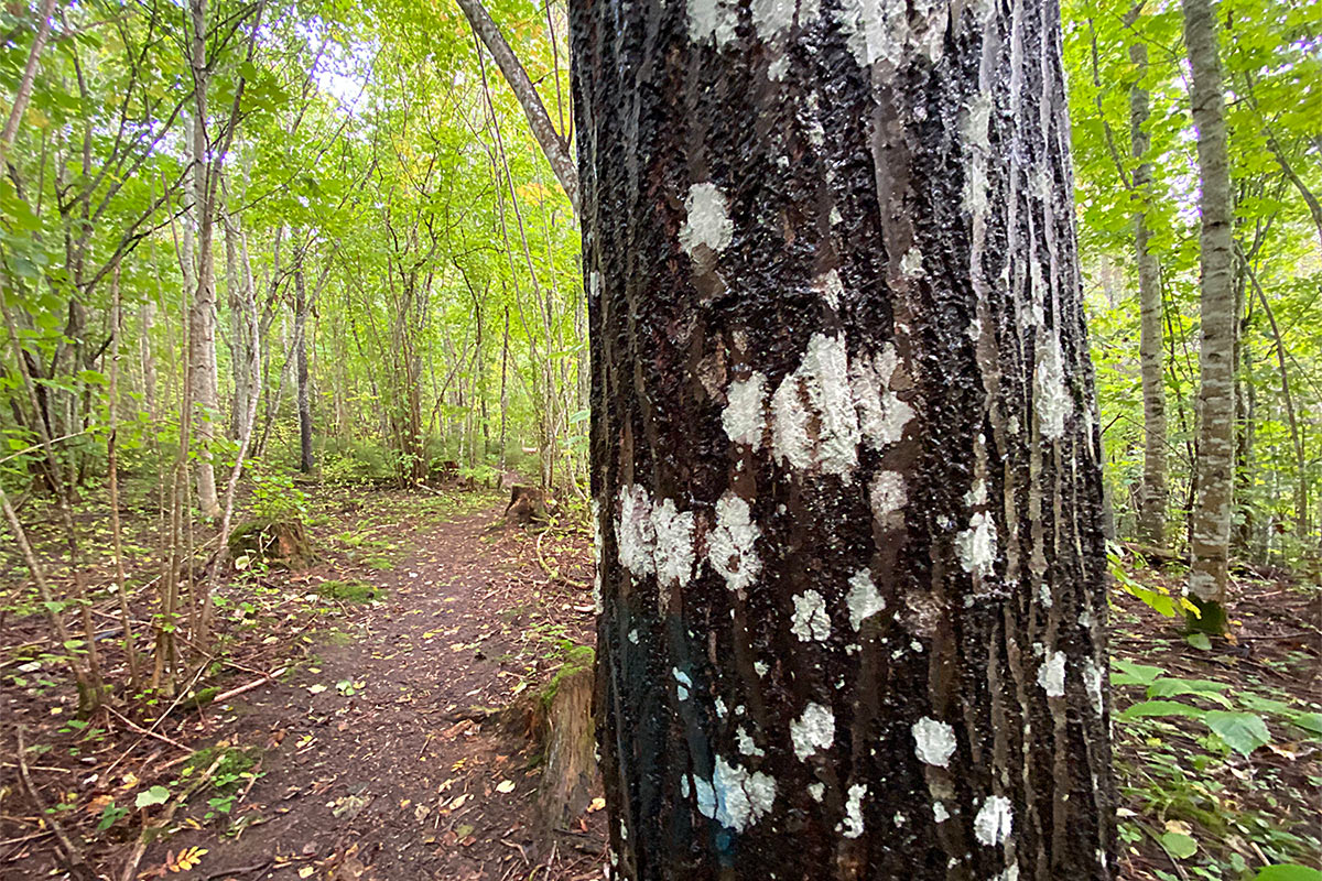 2022 Estland: Loodi: Birkenwald am Paistu-Wanderweg (Foto: Andreas Kuhrt)