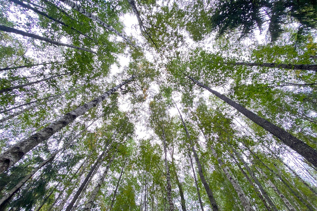 2022 Estland: Soomaa NP: Birkenwald beim Kuresoo-Moor (Foto: Andreas Kuhrt)