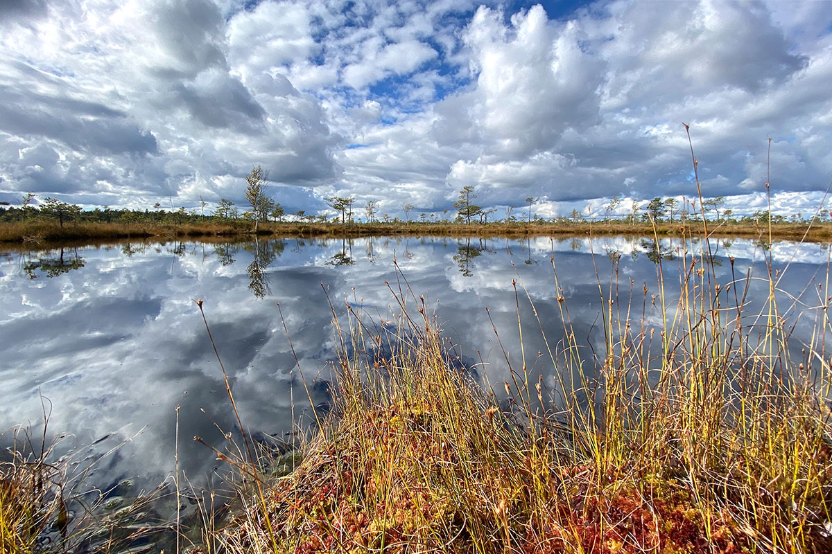 2022 Estland: Soomaa NP: Kuresoo-Moorsee (Foto: Andreas Kuhrt)