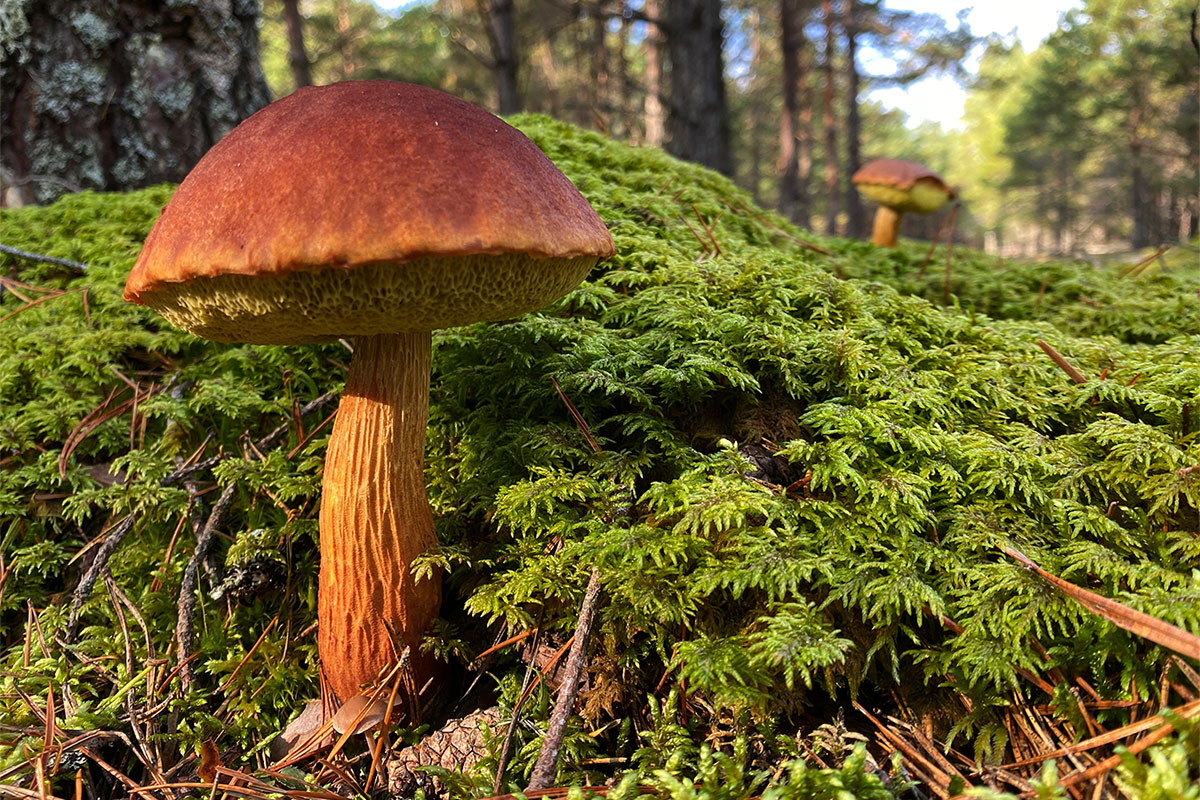 2022 Estland: Saaremaa: im Vilsandi NP (Foto: Andreas Kuhrt)