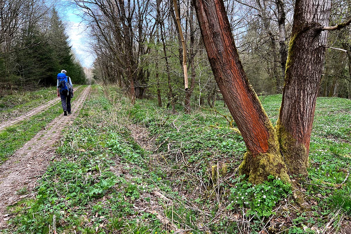 2022-osterwanderung-rhoen-IMG_9100mh-kolonnenweg-teufelsberg-pietzelstein 2022 Grünes Band: Kolonnenweg im NSG Teufelsberg-Pietzelstein (Foto: Manuela Hahnebach)