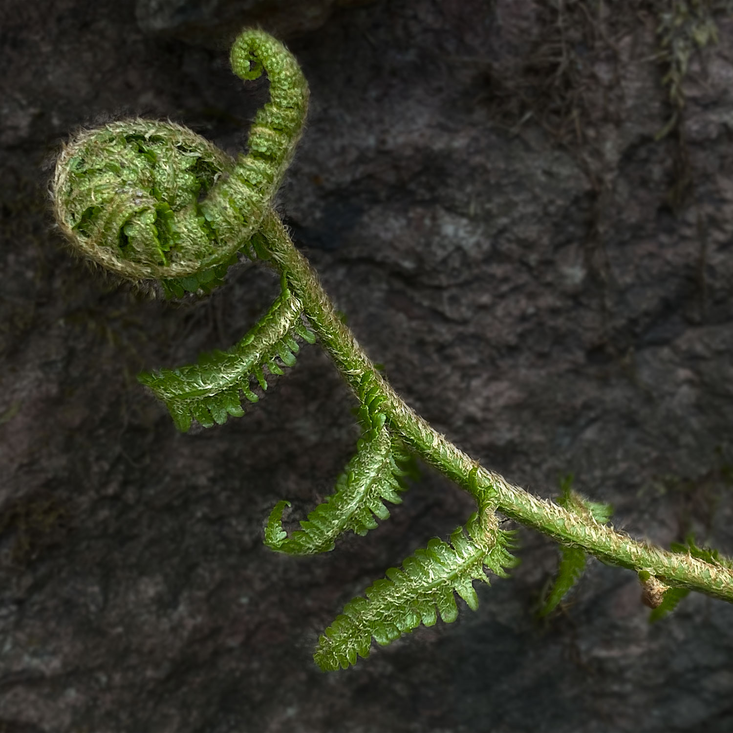 Garten-Fotos: Entfaltung (Foto: Andreas Kuhrt)