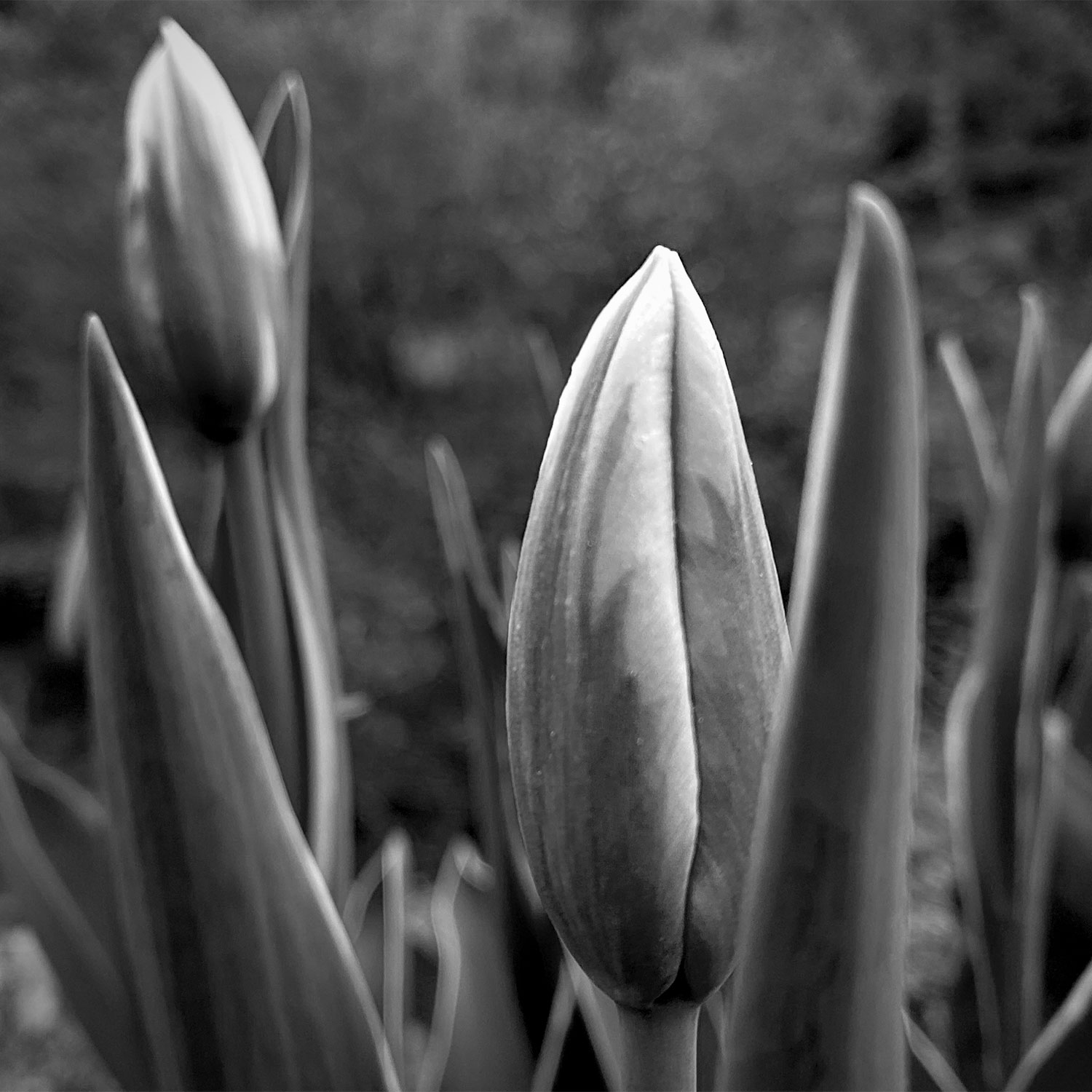 Garten-Fotos: Knospen (Grau) (Foto: Andreas Kuhrt)