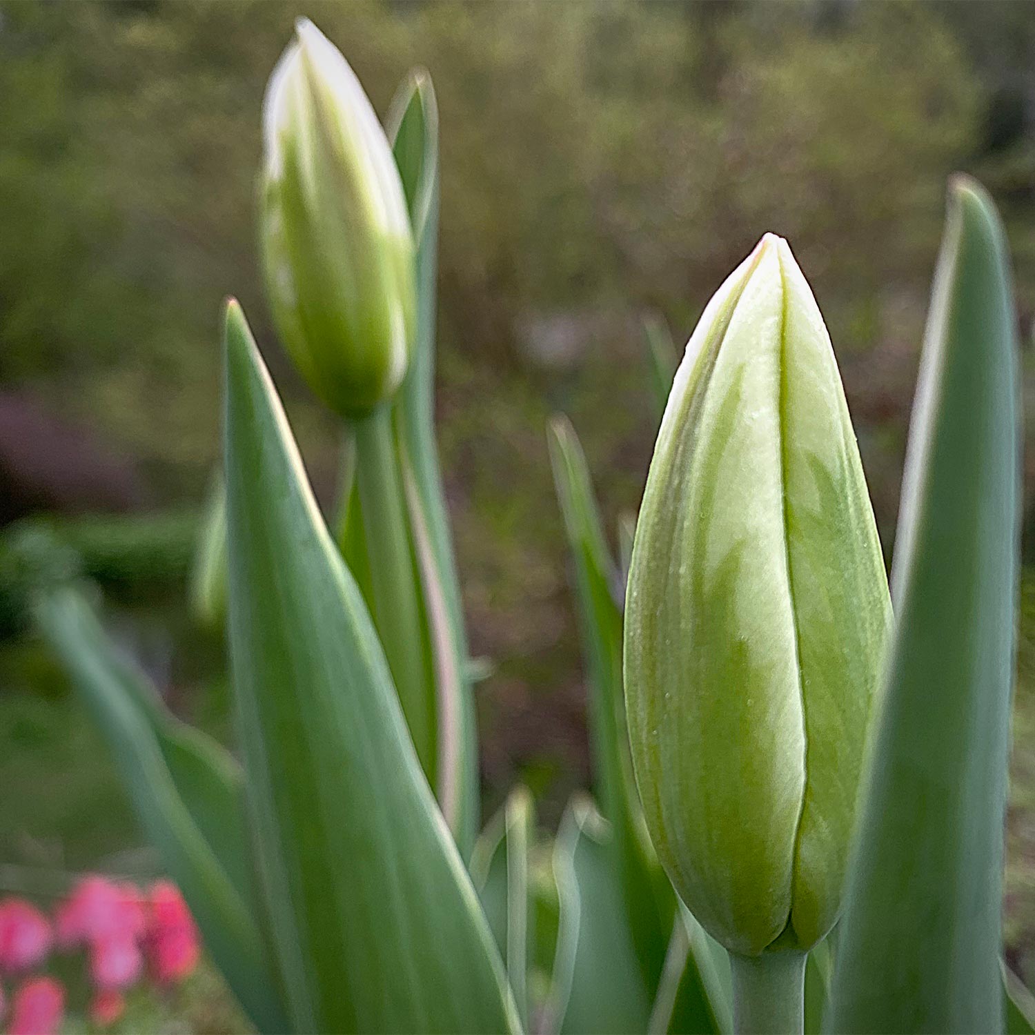 Garten-Fotos: Knospen (Farbe) (Foto: Andreas Kuhrt)