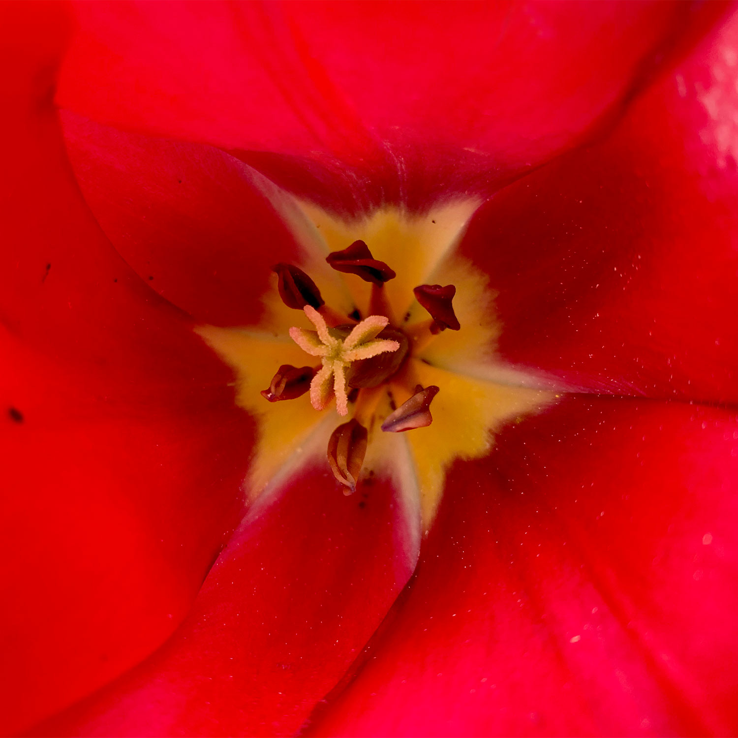 Garten-Fotos: Tulp-innen (Farbe) (Foto: Andreas Kuhrt)