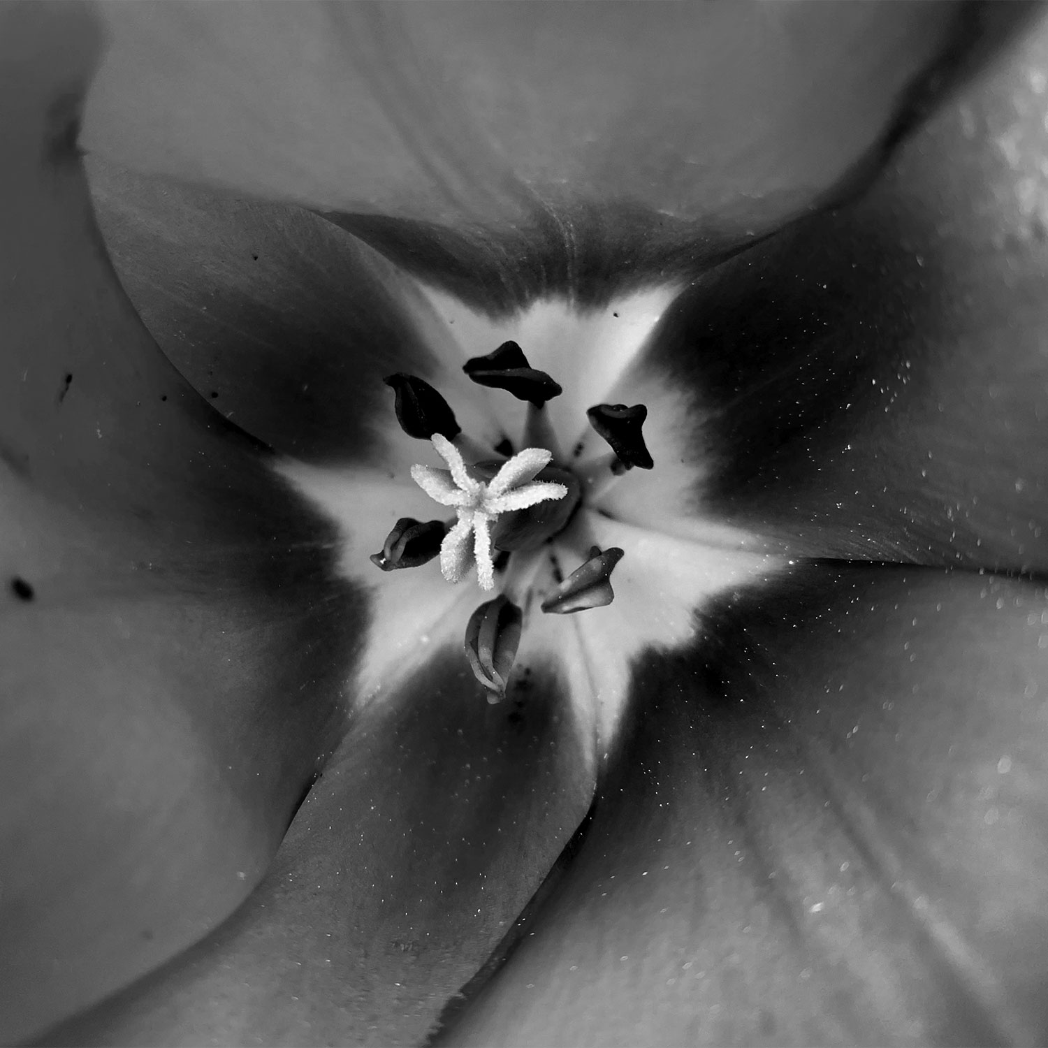 Garten-Fotos: Tulp-innen (Grau) (Foto: Andreas Kuhrt)