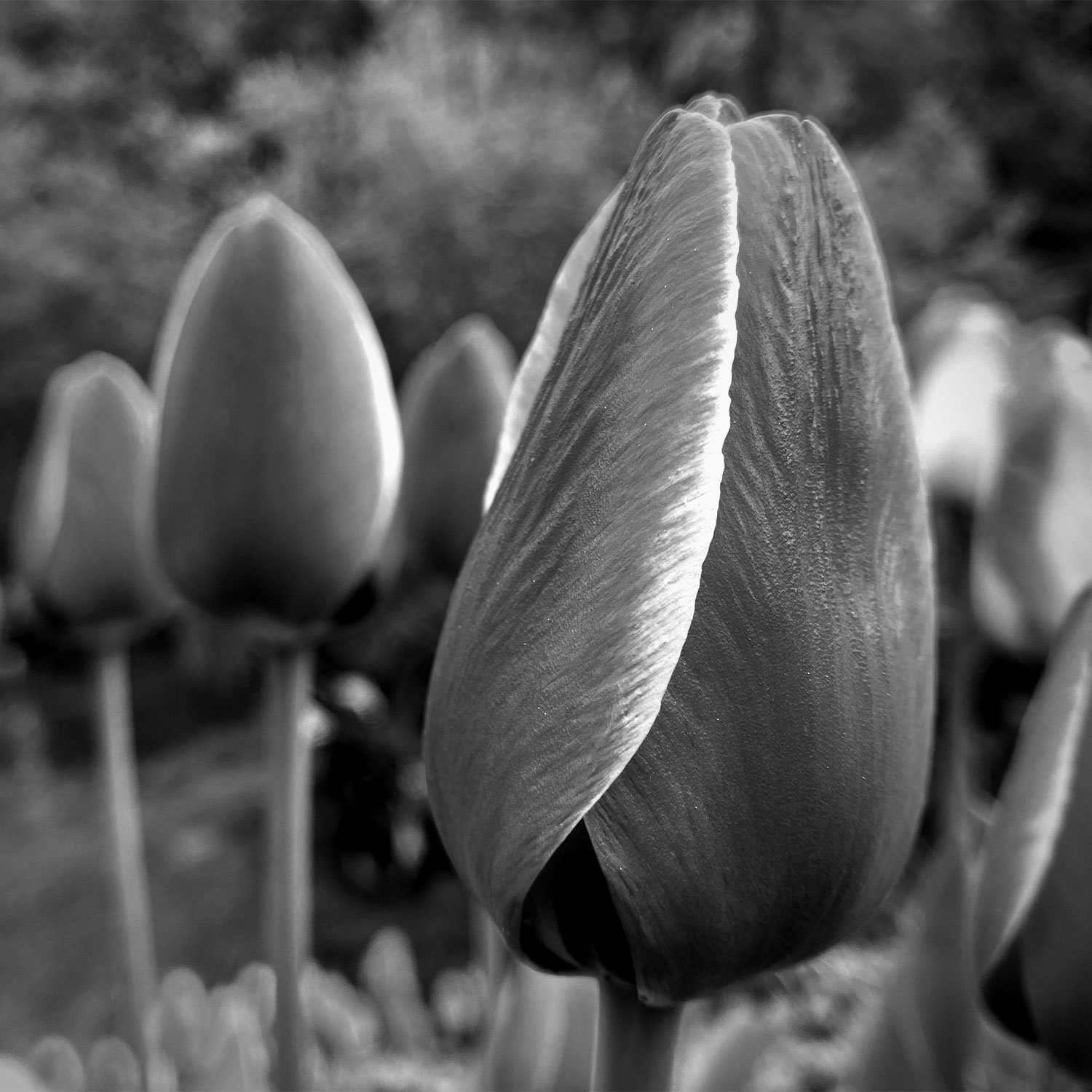 Garten-Fotos: Rand (Foto: Andreas Kuhrt)