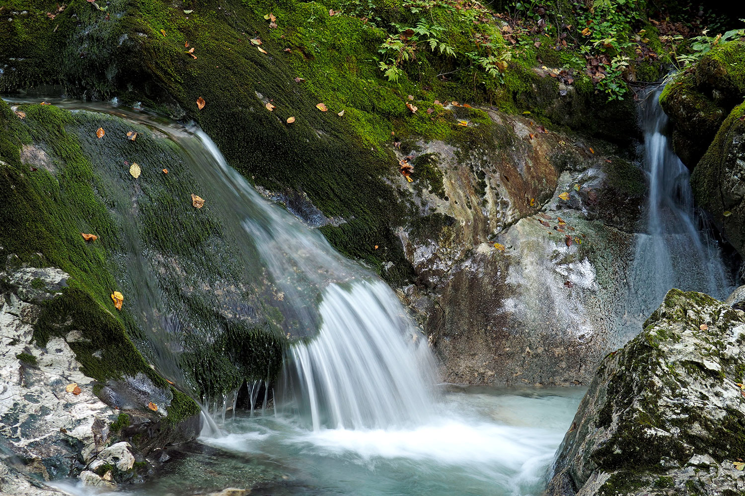 Tour Friaul 2023: Slowenien: im Šunik-Wasserhain (Foto: Manuela Hahnebach)