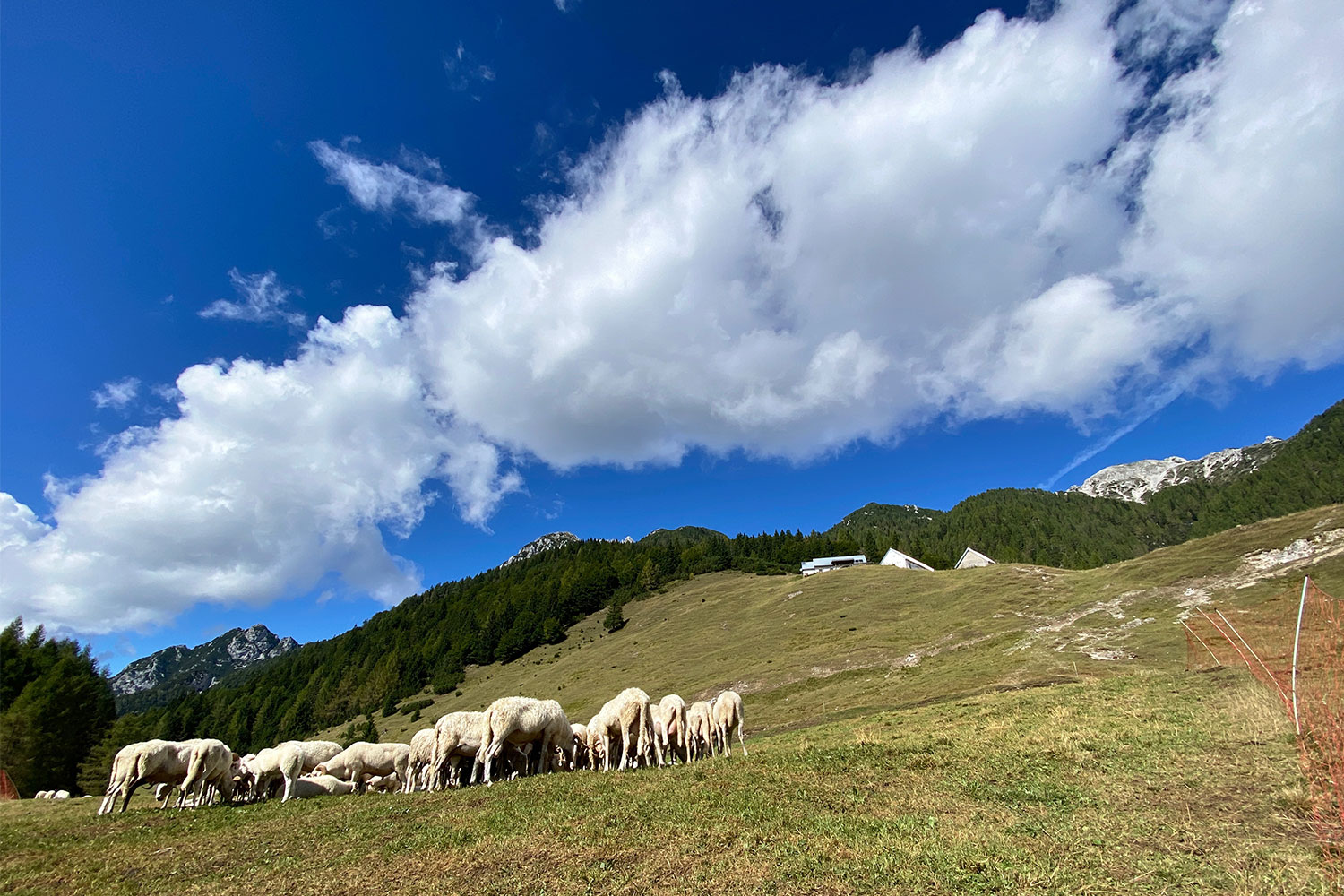 Tour Friaul 2023: Malga Sompdogna mit Jôf di Miezegnot (Foto: Andreas Kuhrt)