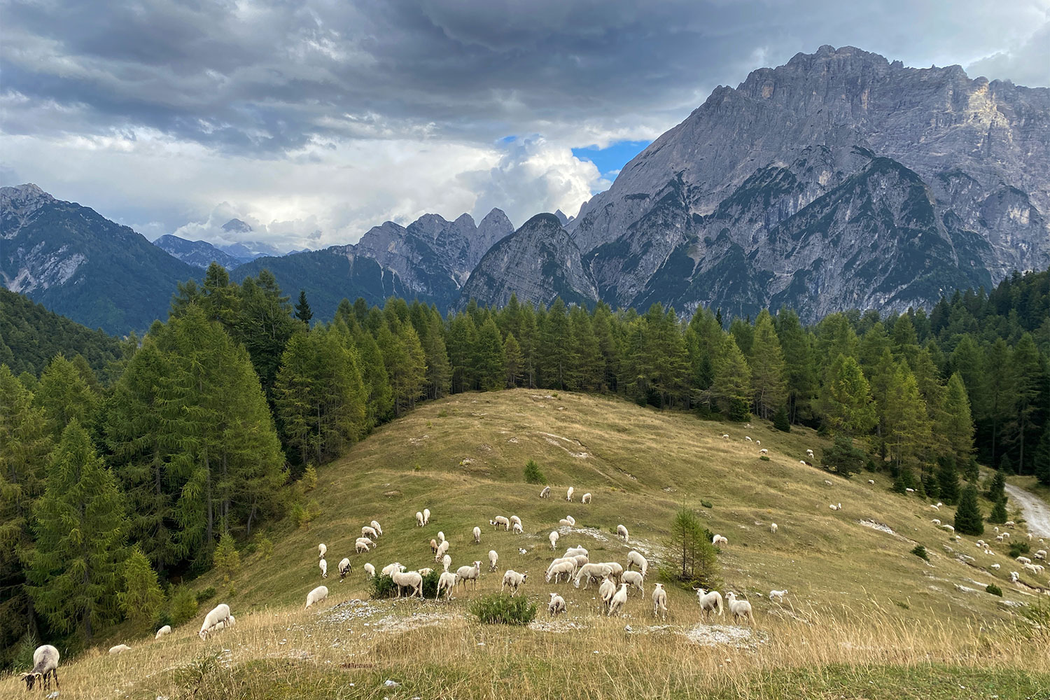 Tour Friaul 2023: Schafherde an der Somdogna-Alm (Foto: Andreas Kuhrt)