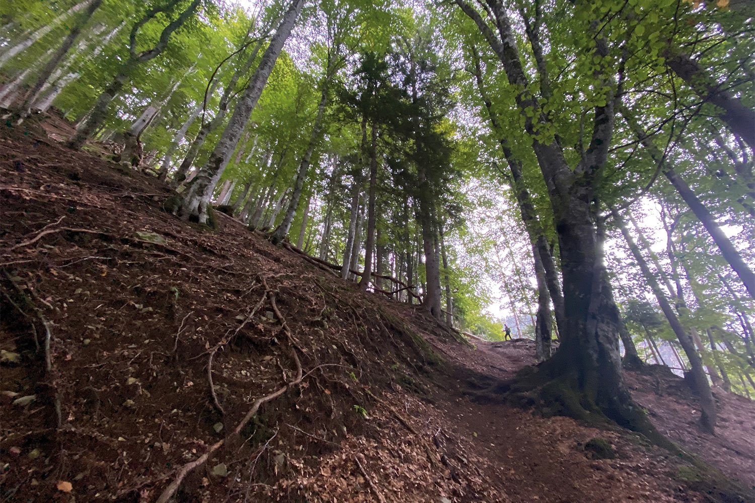 Tour Friaul 2023: Aufstieg von Valbruna zum Monte Lussari (Foto: Andreas Kuhrt)