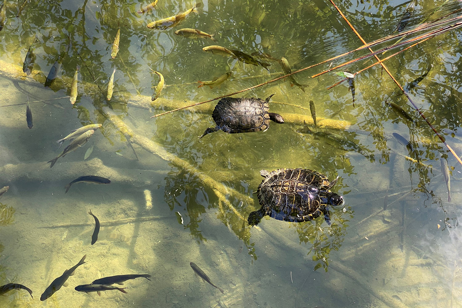 Tour Friaul 2023: Lago di Cavazzo: Beobachtungspunkt (Foto: Andreas Kuhrt)