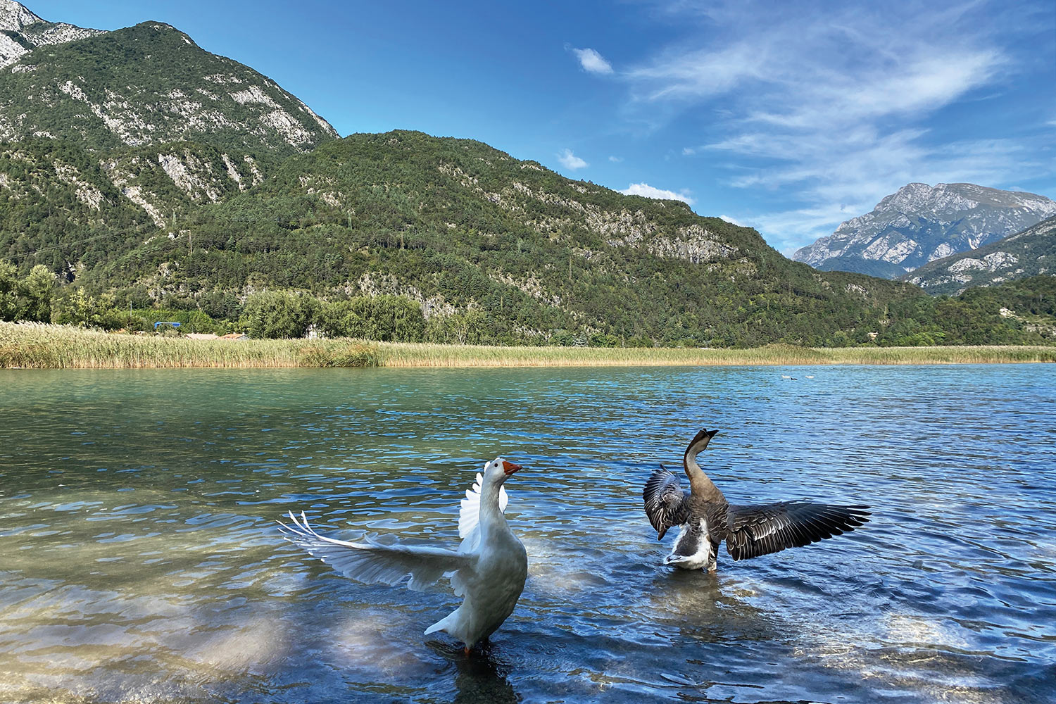 Tour Friaul 2023: Gänse am Lago di Cavazzo (Foto: Andreas Kuhrt)