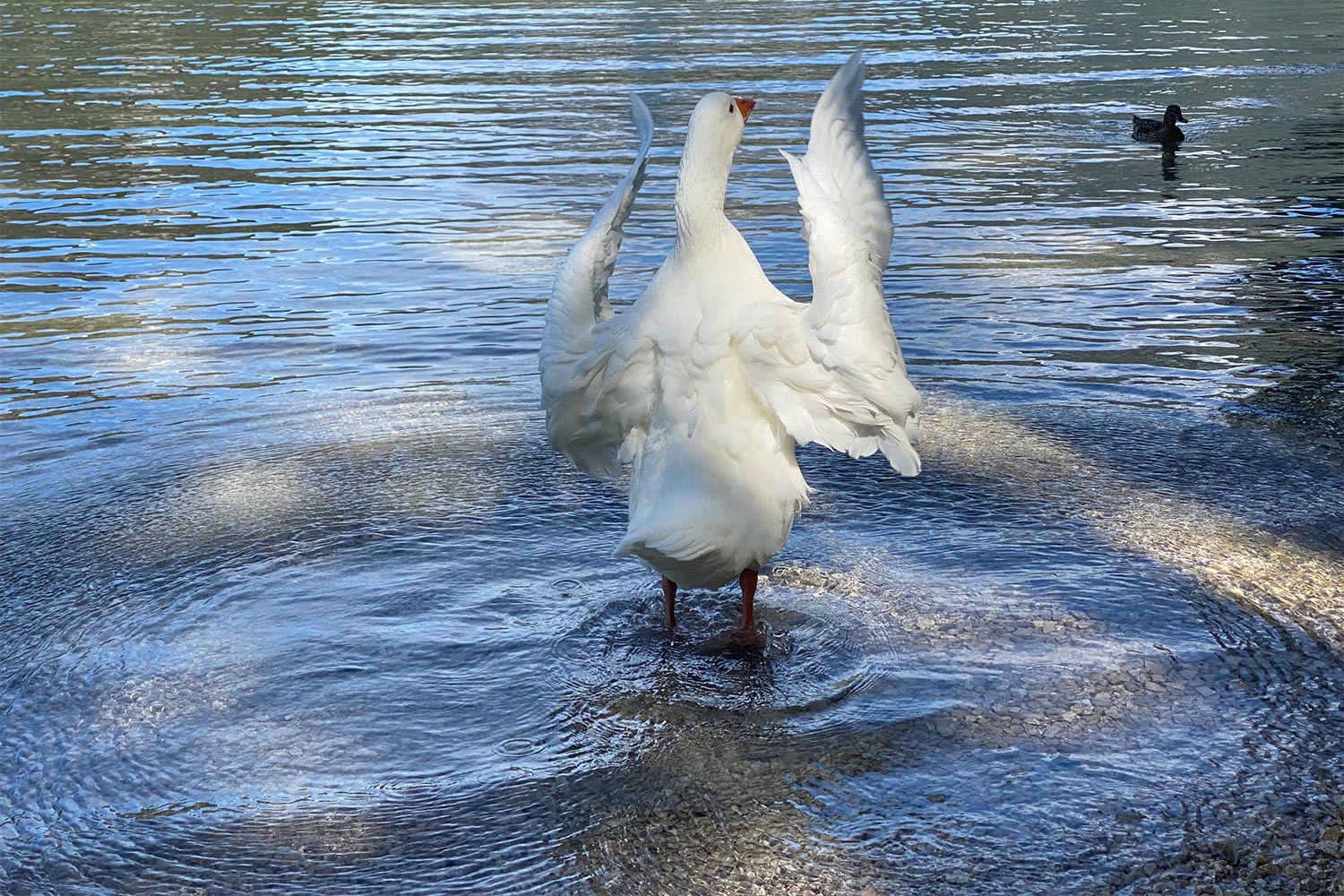 Tour Friaul 2023: Lago di Cavazzo: Gänse (Foto: Andreas Kuhrt)