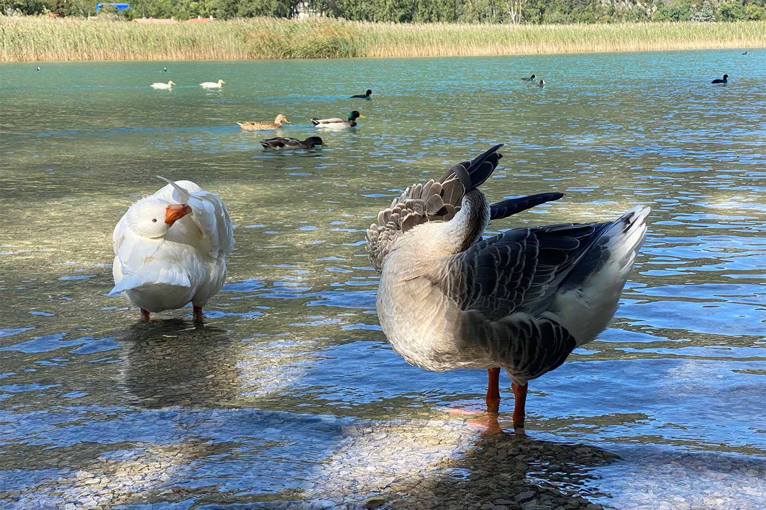 Tour Friaul 2023: Lago di Cavazzo: Gänse (Foto: Andreas Kuhrt)