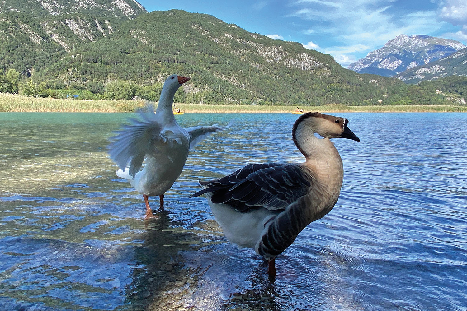Tour Friaul 2023: Gänse am Lago di Cavazzo (Foto: Andreas Kuhrt)