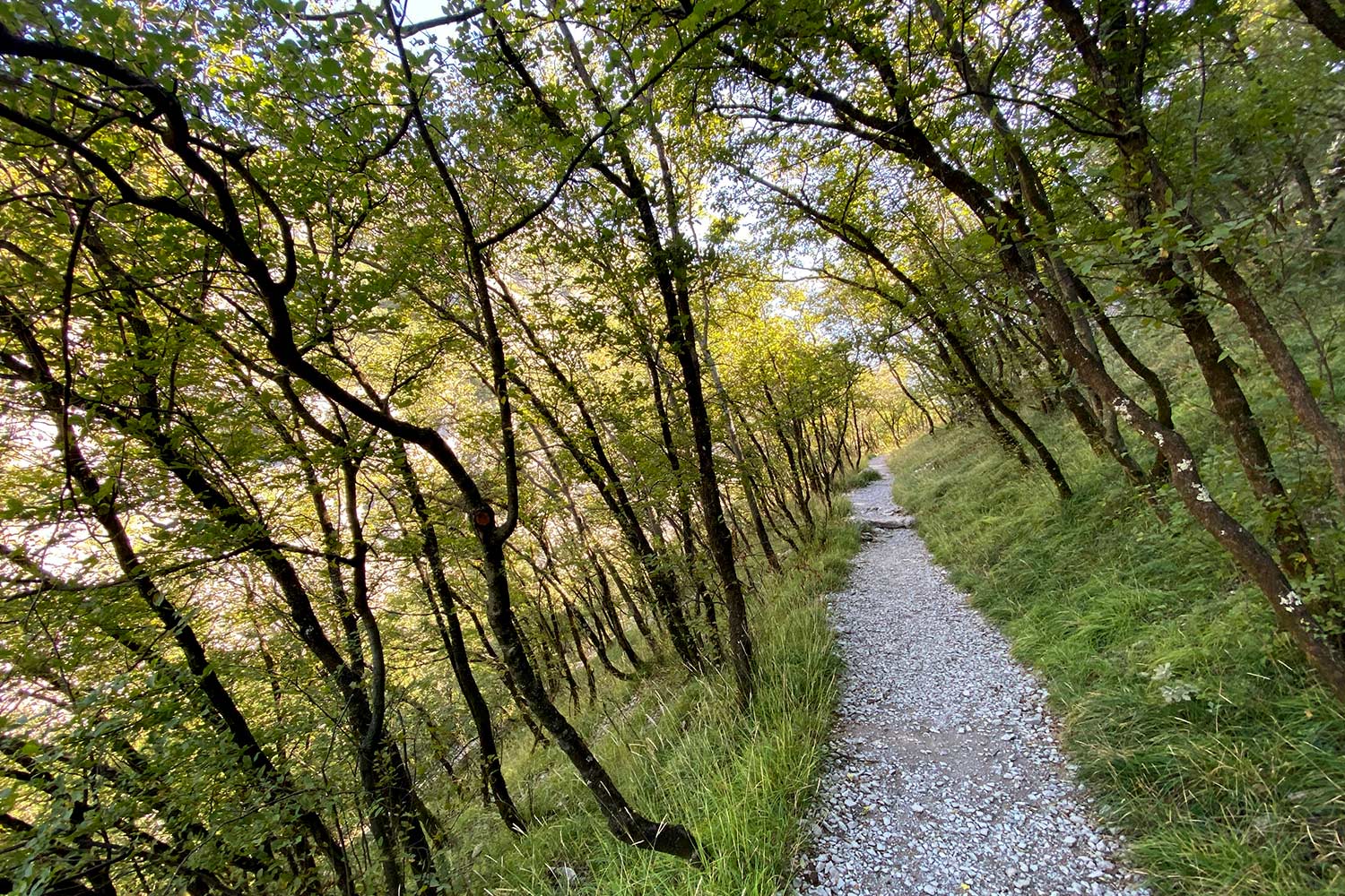 Tour Friaul 2023: Val Rosandra: Wald (Foto: Andreas Kuhrt)
