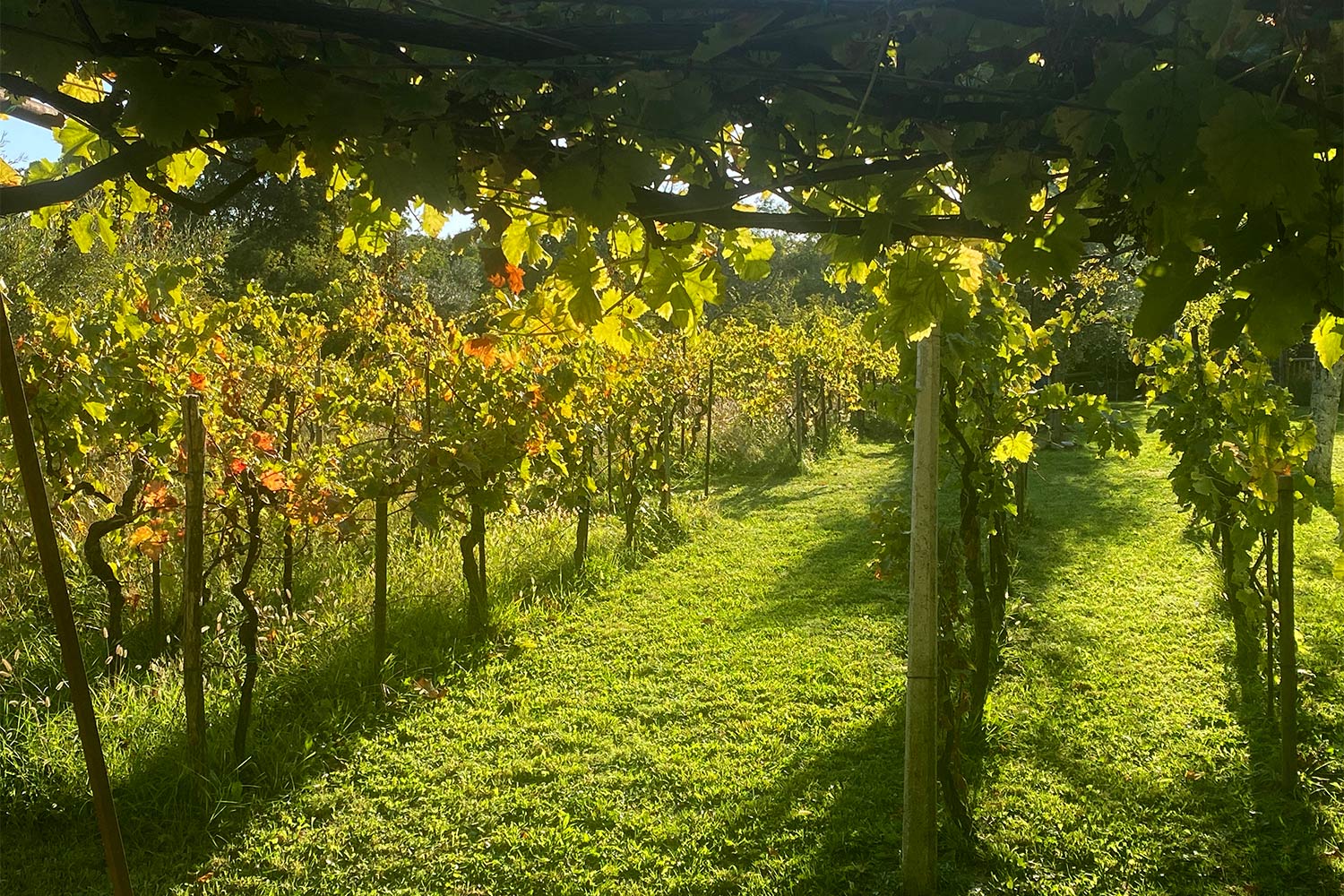 Tour Friaul 2023: San Antonio in Bosco: Weingut (Foto: Andreas Kuhrt)