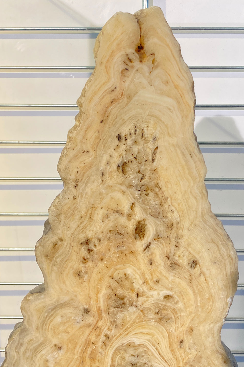 Tour Friaul 2023: Grotta Gigante Museum: Längsschnitt eines Tropfsteins (Foto: Andreas Kuhrt)