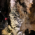 Tour Friaul 2023: Grotta Gigante: Tropfsteine (Foto: Andreas Kuhrt)