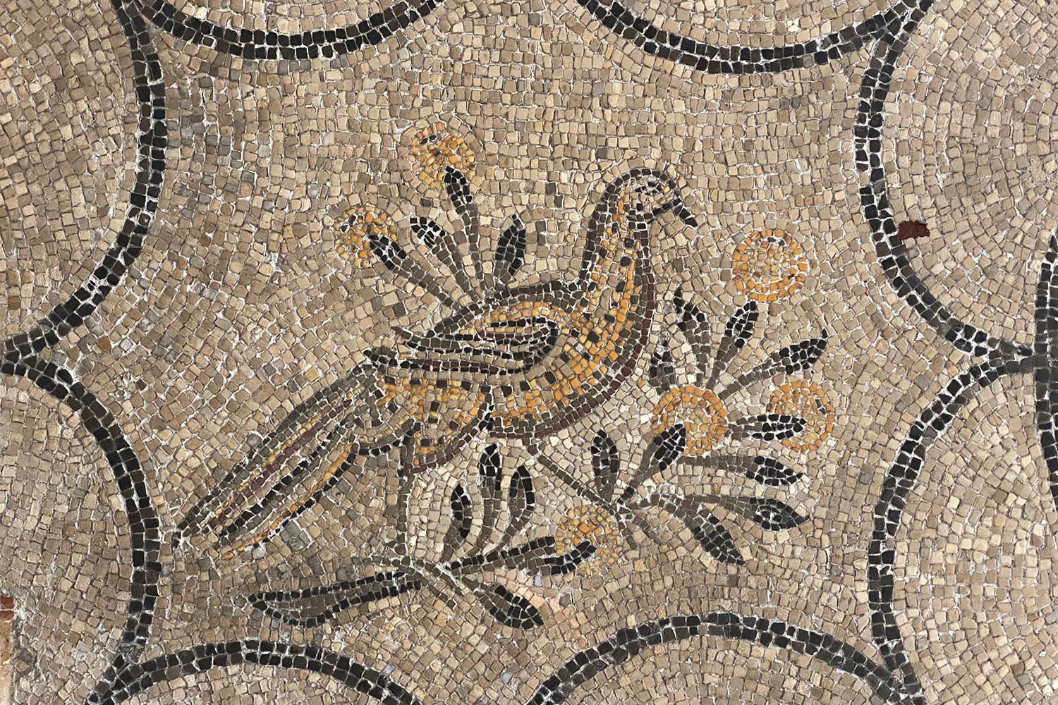 2023-friaul-aquileia-basilika-mosaik-fasan-IMG_6038ak Tour Friaul 2023: Aquileia: Basilika: Mosaik Fasan (Foto: Andreas Kuhrt)
