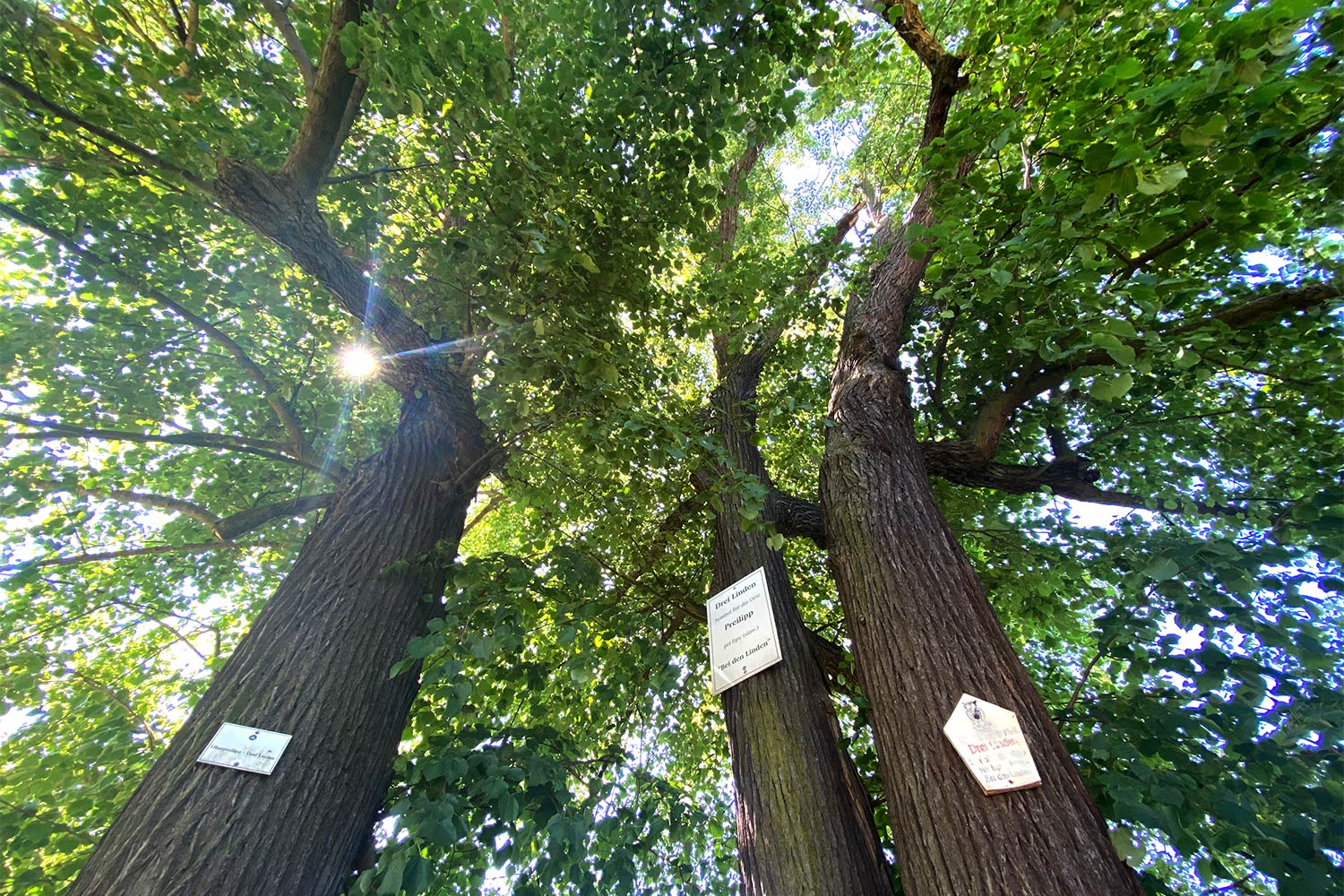 Wanderung zum Kulm: Drei Linden bei Oberpreilipp (Foto: Andreas Kuhrt)