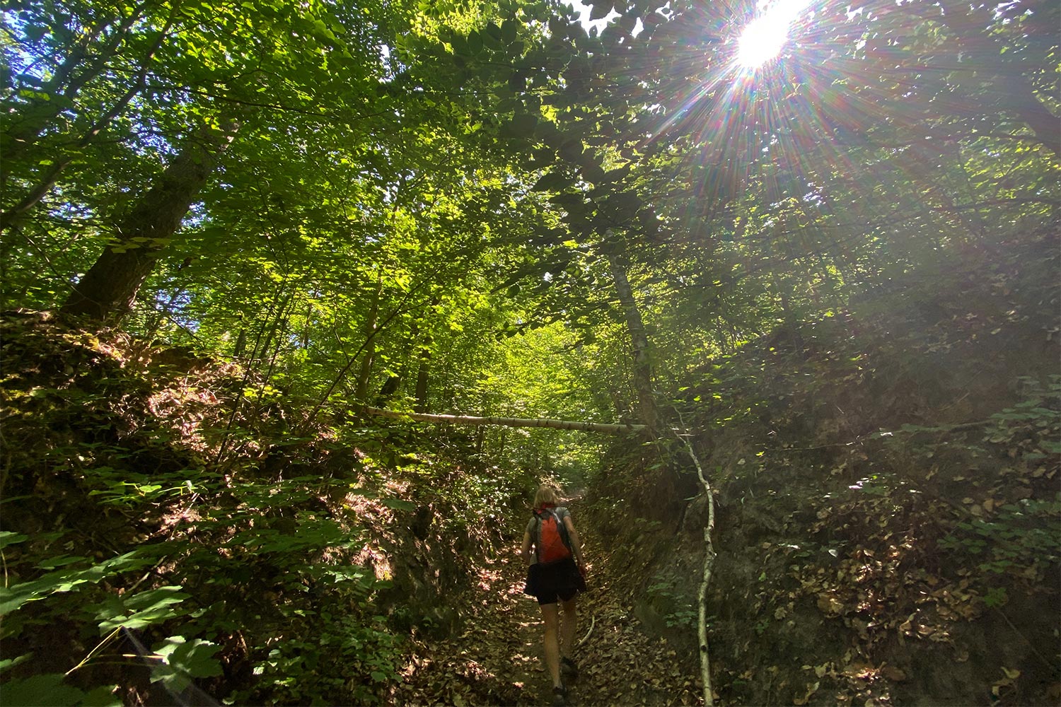 Wanderung zum Kulm: In den Wald bei Oberpreilipp (Foto: Andreas Kuhrt)