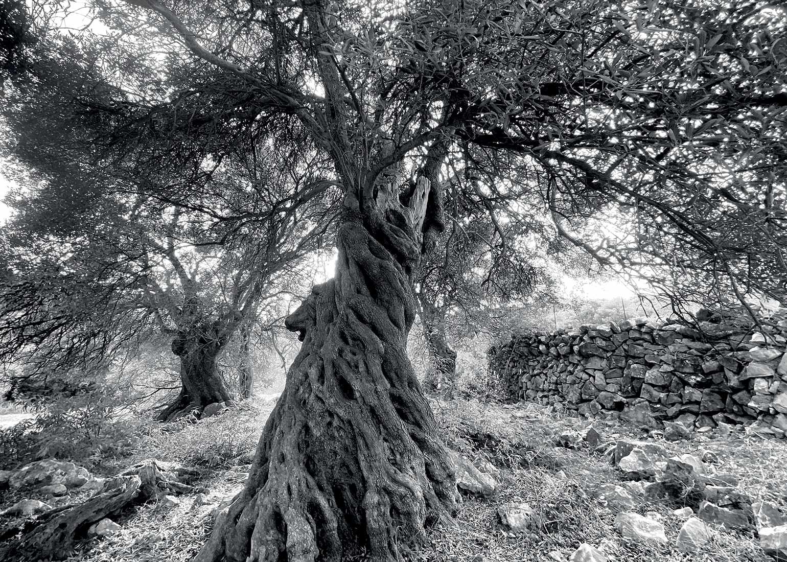 Fotoclub-Kontrast-Ausstellung "Schau!": Alt wie ein Baum (Olivenhain Lun, Pag, Kroatien)(Foto: Andreas Kuhrt)