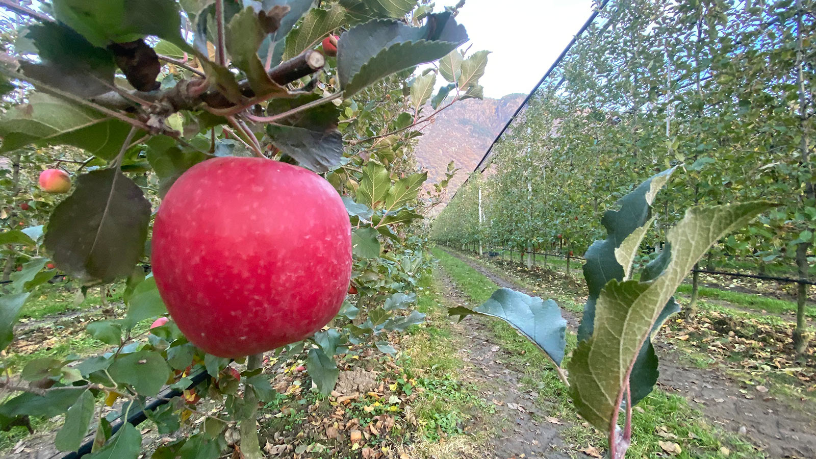Italien 2025: Südtirol: Apfelplantagen bei Gargazon (Foto: Andreas Kuhrt)