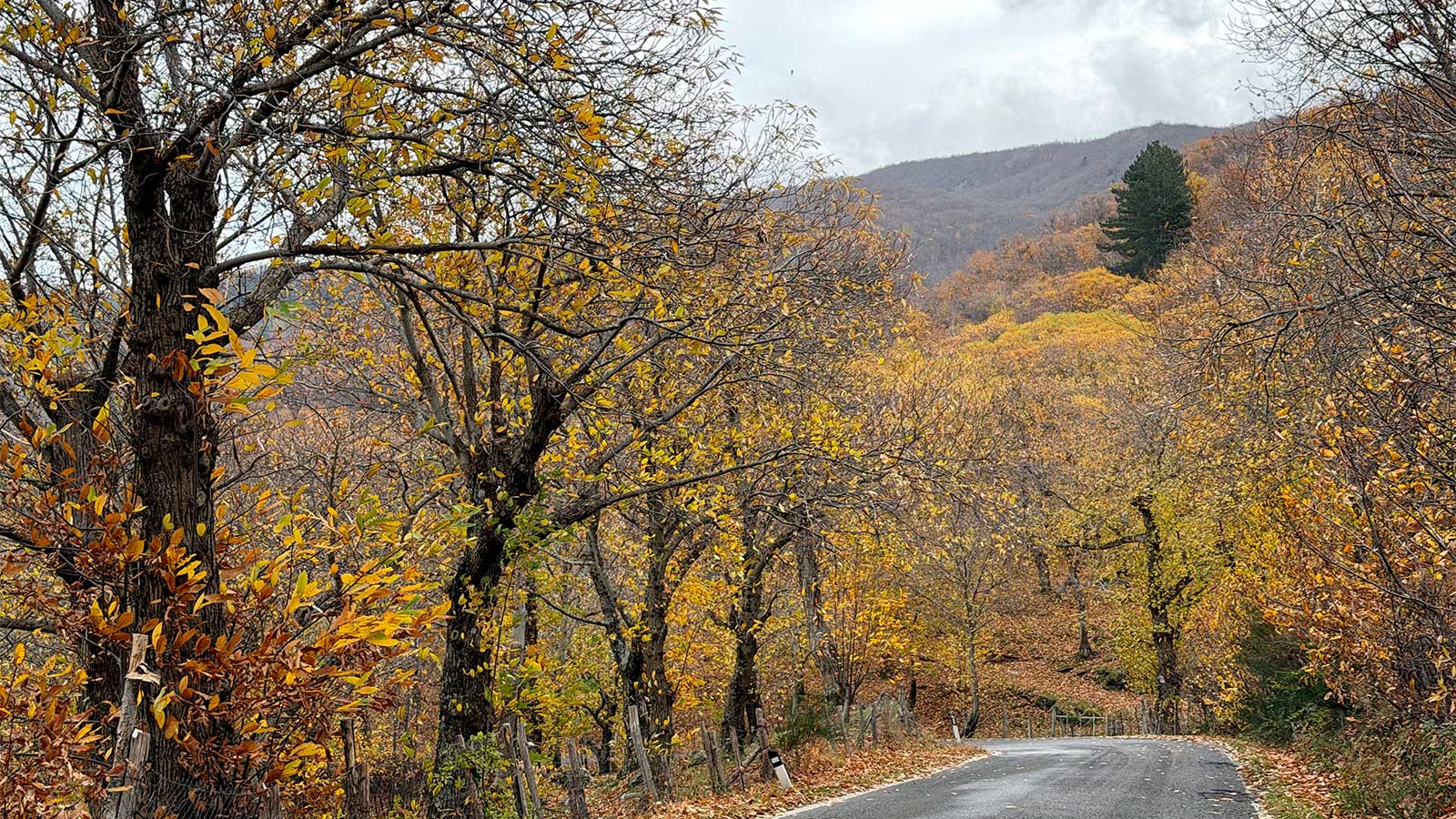 Italien 2025: Maronenwälder am Monte Amiata (Foto: Manuela Hahnebach)