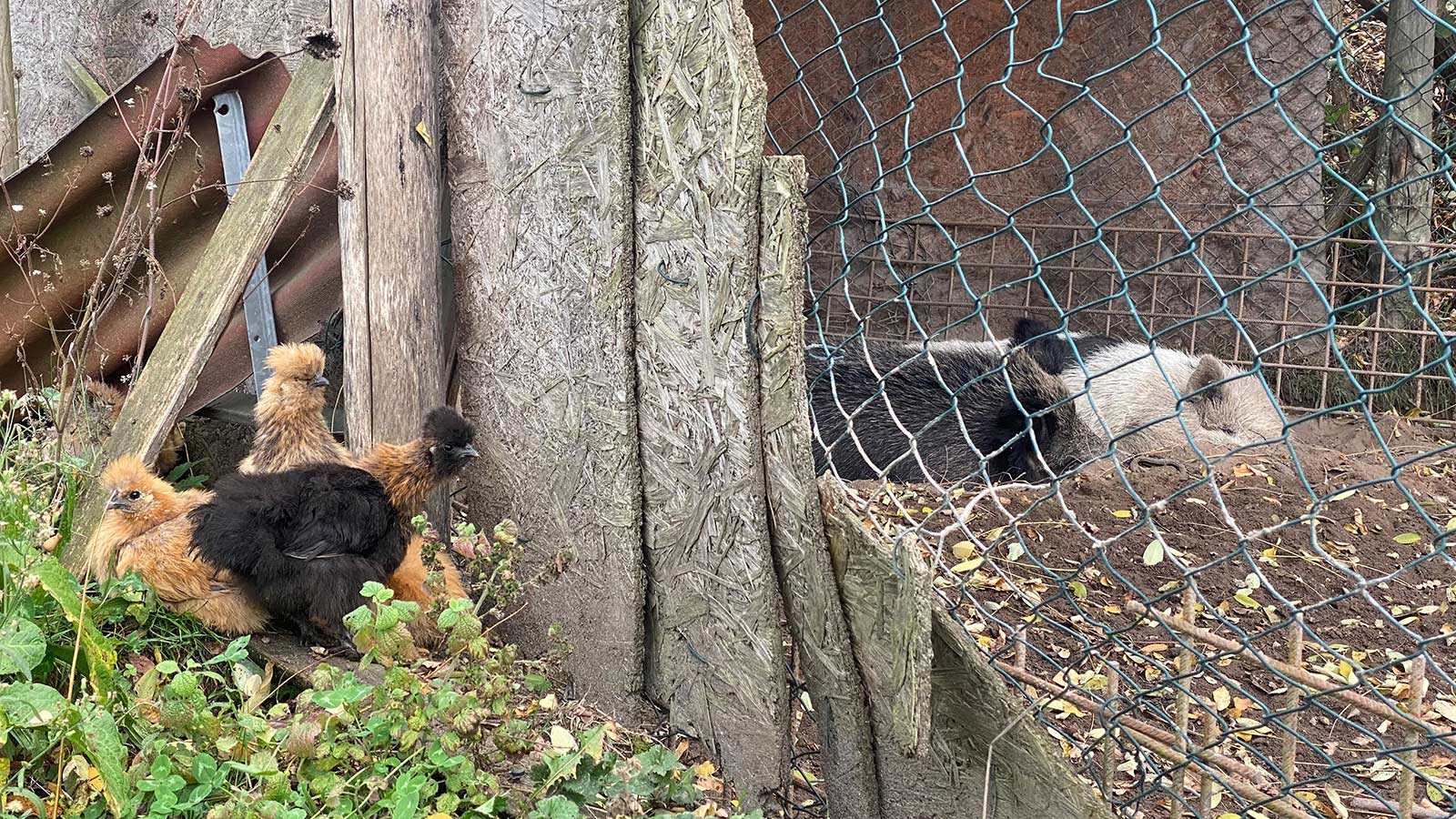 Italien 2025: Pian di Ballo: Hühner und Schweine im Podere Legnotorto (Foto: Andreas Kuhrt)