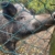 Italien 2025: Pian di Ballo: Wildschwein im Podere Legnotorto (Foto: Andreas Kuhrt)