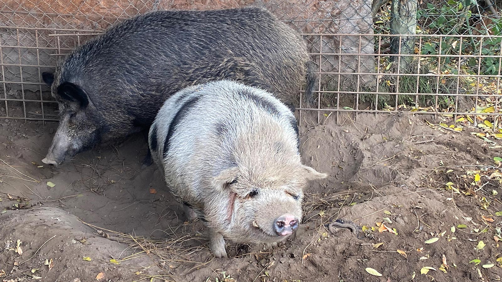 Italien 2025: Pian di Ballo: Wild- und Hausschwein im Podere Legnotorto (Foto: Andreas Kuhrt)