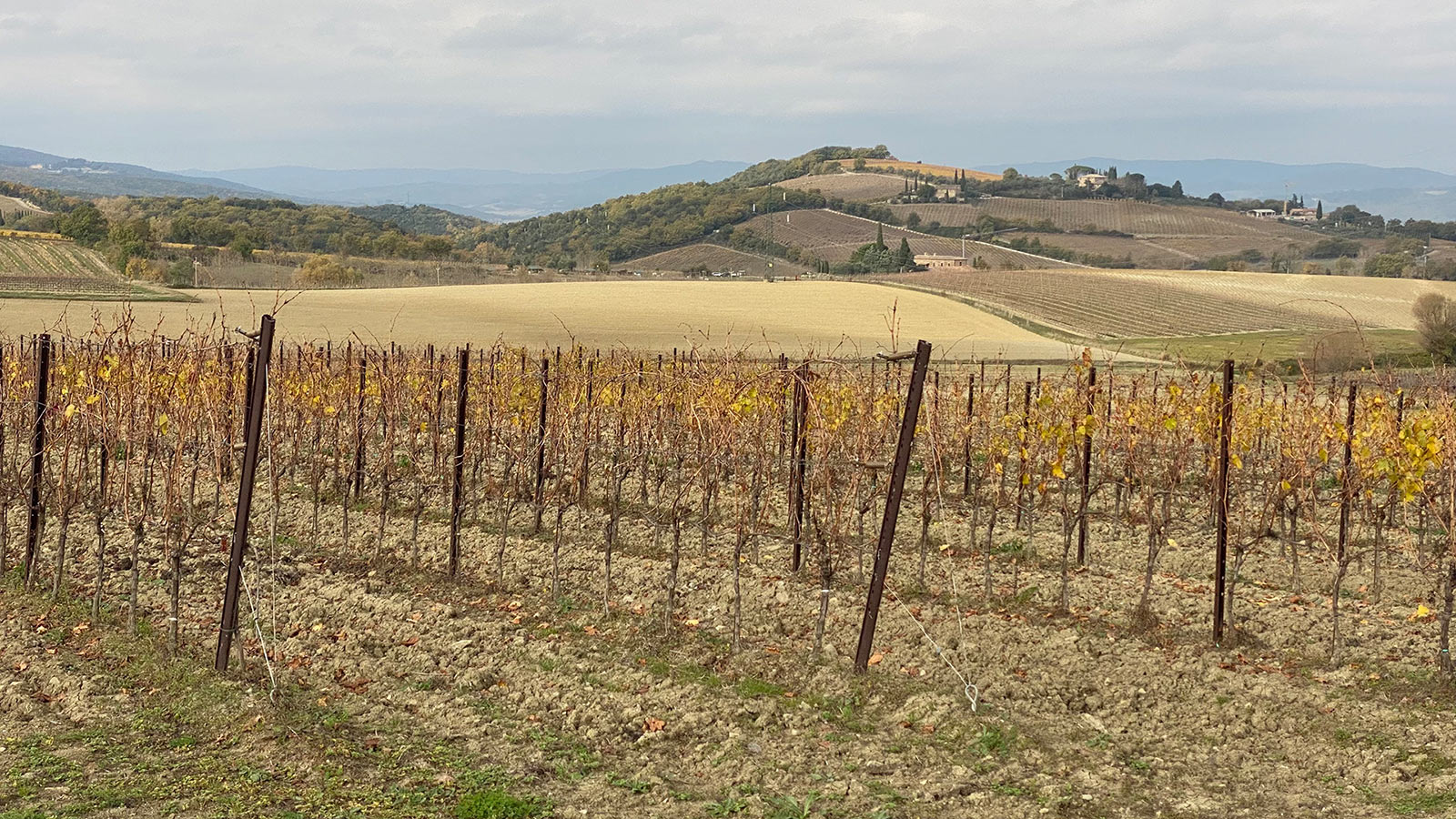 Italien 2025: Toskana: Landschaft bei Montalcino (Foto: Andreas Kuhrt)