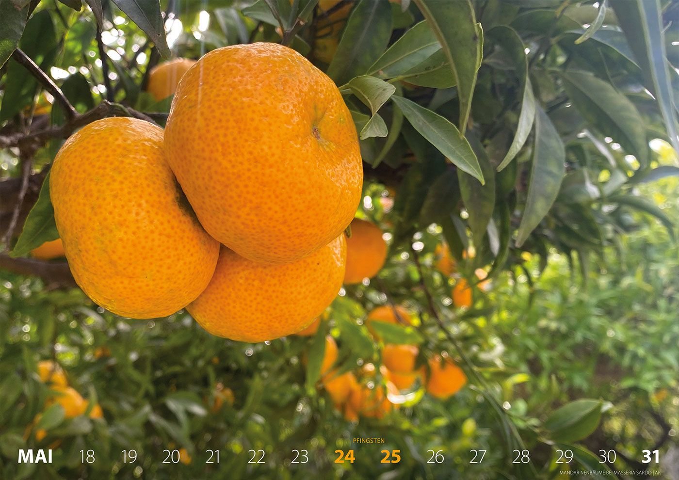 Fotokalender 2026: Italien: Mandarinenbäume bei Masseria Sardo (Foto: Andreas Kuhrt)