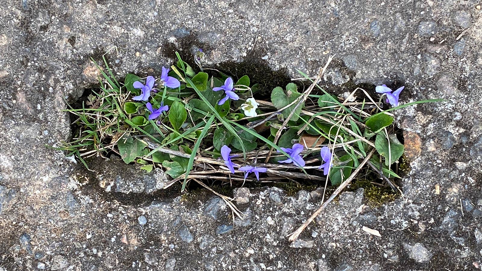 Osterwanderung Grünes Band 2026: Harz: "Blumenbeet" im DDR-Kolonnenweg (Foto: Andreas Kuhrt)
