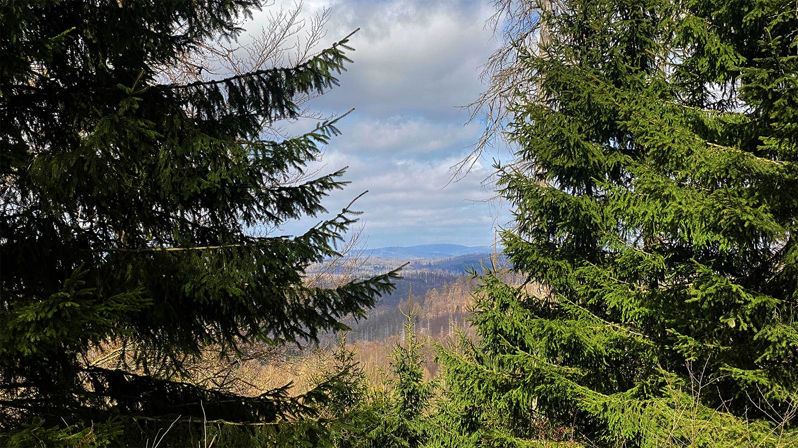 Osterwanderung Grünes Band 2026: Harz: Brockenblick an der Wendeleiche (Foto: Andreas Kuhrt)