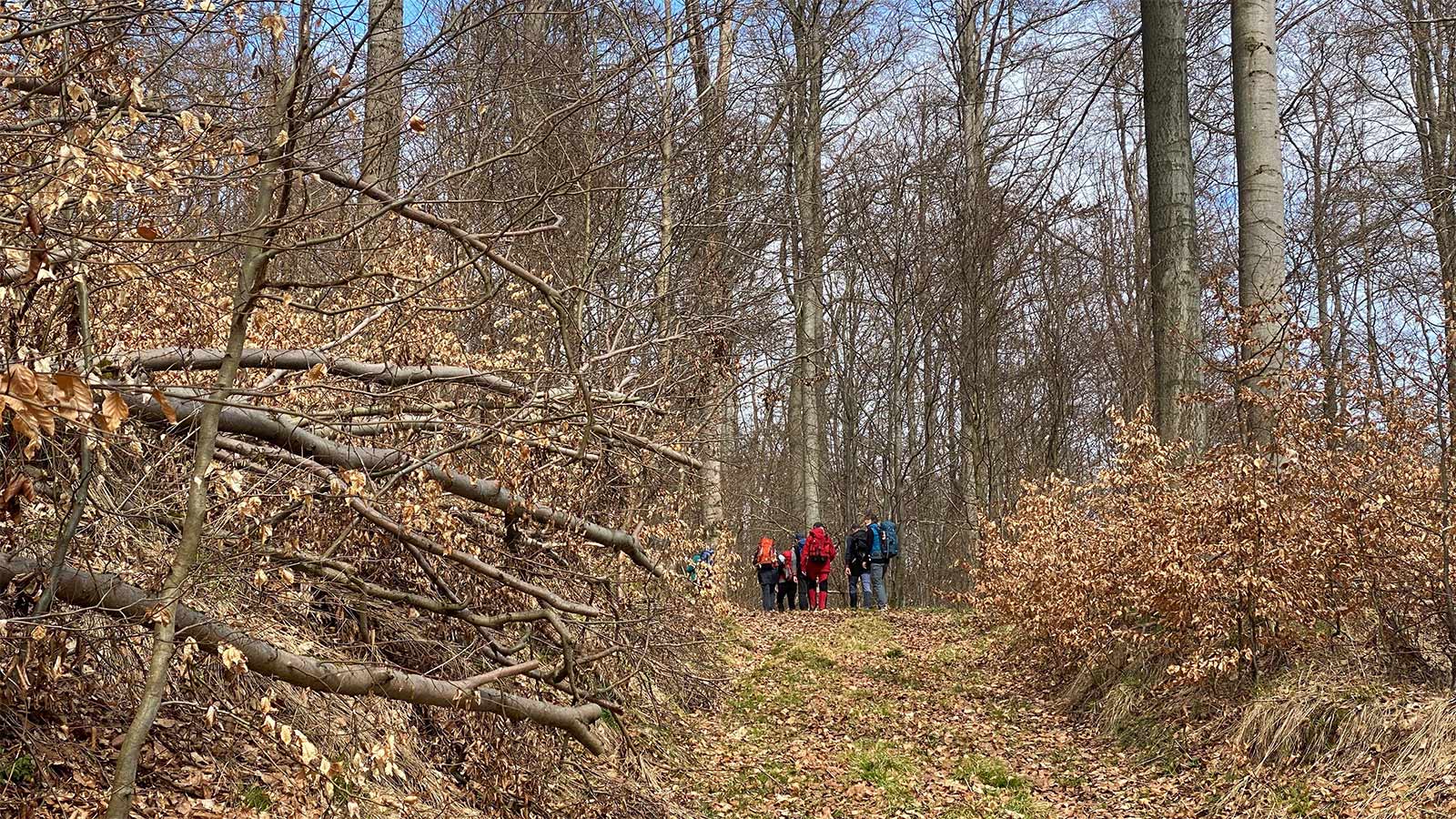 Osterwanderung Grünes Band 2026: Harz: DDR-Kolonnenweg bei Rothesütte (Foto: Andreas Kuhrt)