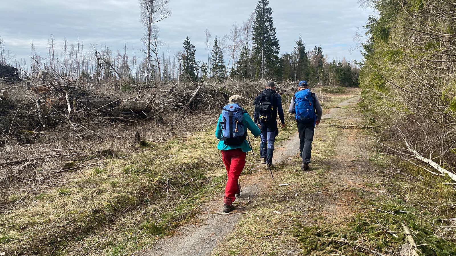 Osterwanderung Grünes Band 2026: Harz: Kolonnenweg vom Dreiländerstein nach Hohegeiß (Foto: Andreas Kuhrt)