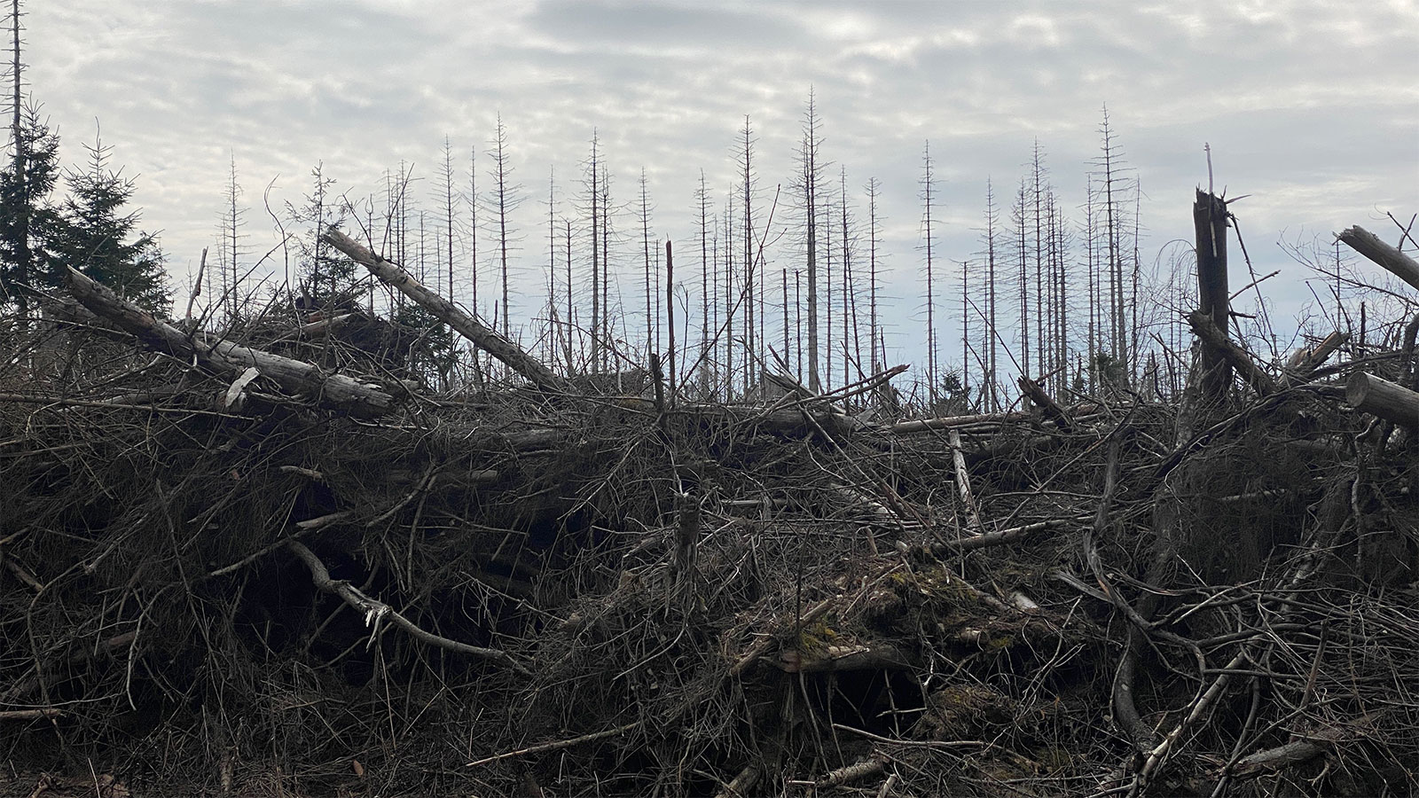 Osterwanderung Grünes Band 2026: Harz: Fichtenwaldsterben bei Hohegeiß (Foto: Andreas Kuhrt)