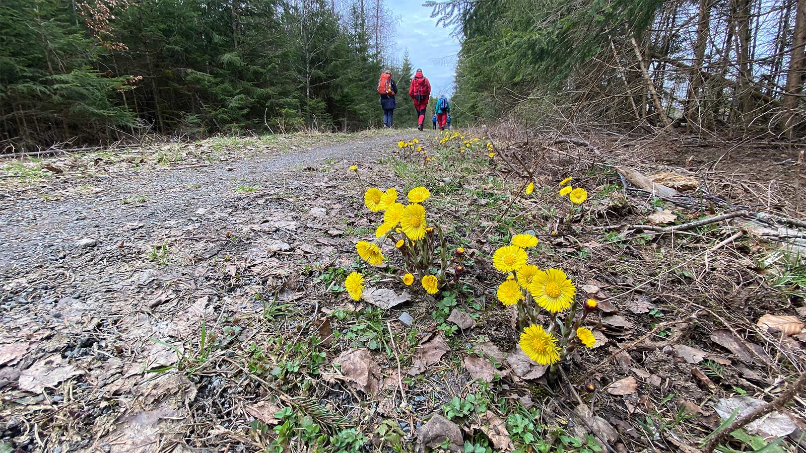 Osterwanderung Grünes Band 2026: Harz: Kolonnenweg bei Hohegeiß (Foto: Andreas Kuhrt)