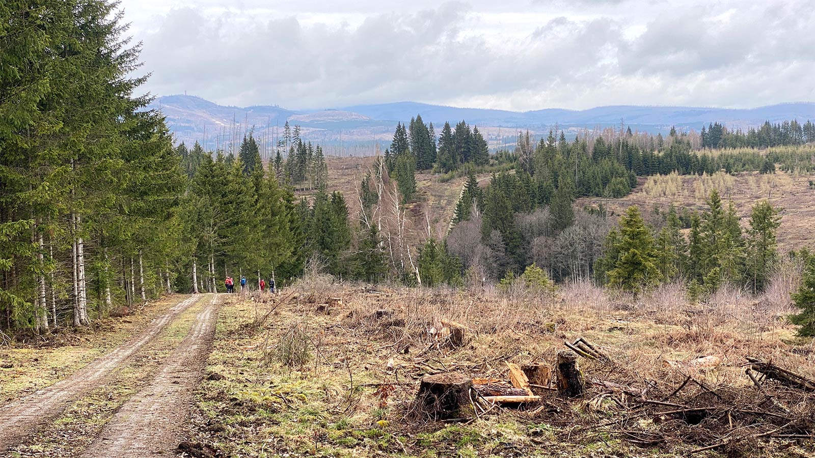 Osterwanderung Grünes Band 2026: Harz: Kolonnenweg bei Hohegeiß (im Hintergrund links: Wurmberg) (Foto: Andreas Kuhrt)